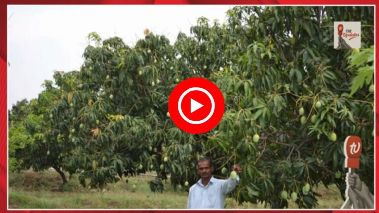 Jharkhand Famous Mango: जहां कभी खेती पिछड़ी थी, अब वहां लहराए आम के बाग; Video में देखें फुलसू गांव की कहानी