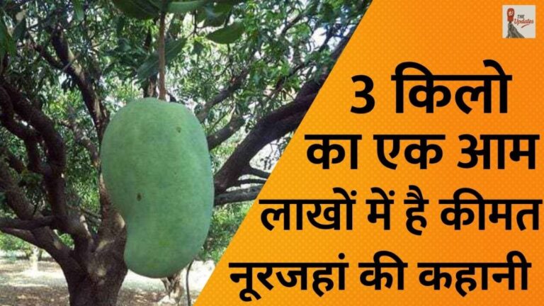 noorjahan mango history