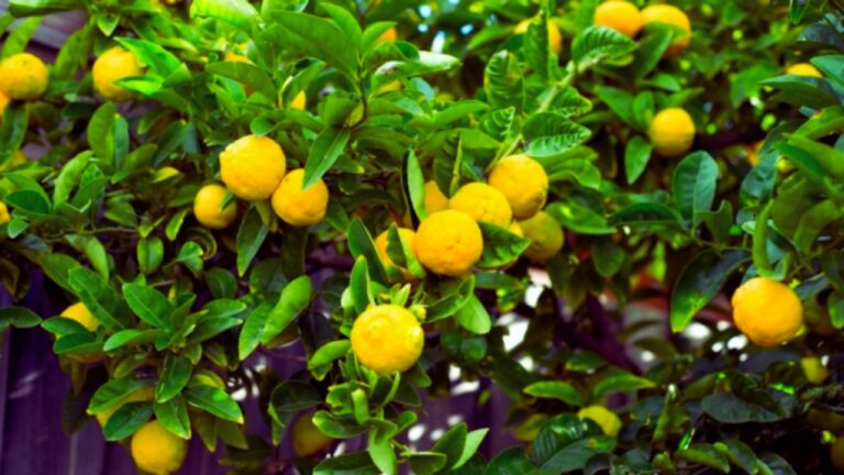 ICAR training camp lemon growers Ranchi: रांची में आज दिनांक 25 अगस्त को ICAR में केन्द्रीय निम्बू वर्गीय फल अनुसंधान संस्थान नागपुर (महाराष्ट्र) के द्वारा एक दिवसीय प्रशिक्षण दिया गया।