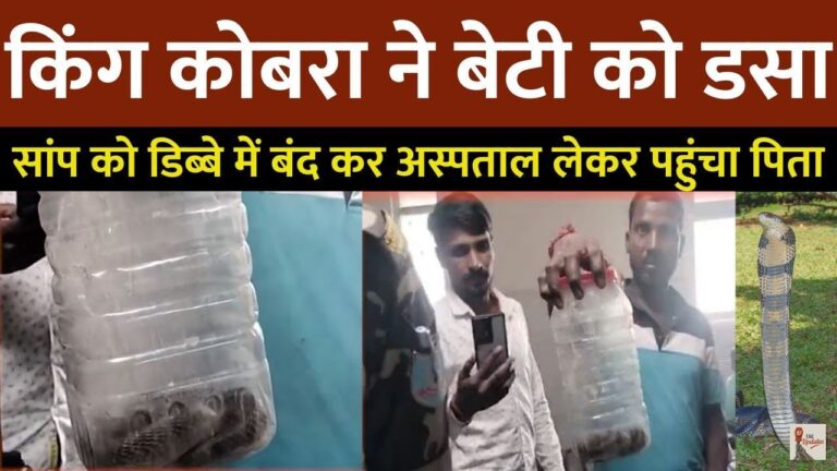 King Cobra: झारखंड के पलामू में एक 6 साल की बच्ची को एक किंग कोबरा ने डस लिया। जिसके बाद एक पिता ने अपनी बच्ची को बचाने के लिए यह कदम उठाया।
