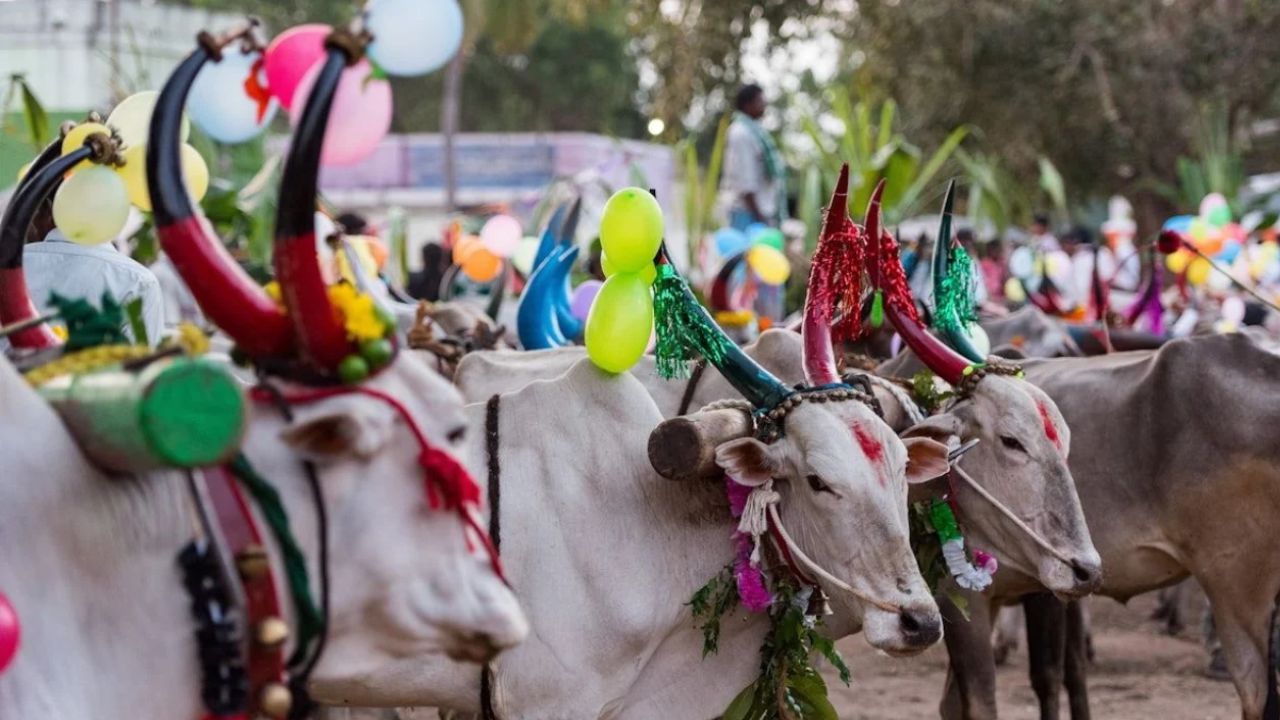 Pola 2025: भाद्रपद अमावस्या पर मनाया जाएगा बैल पोला 2025, जानें त्योहार का महत्व, परंपराएं और पौराणिक कथा